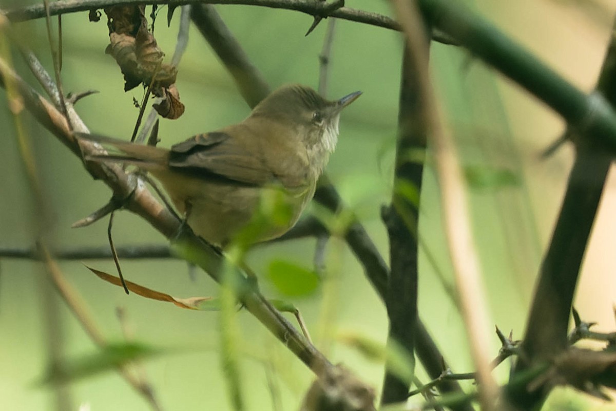 Blyth's Reed Warbler - Zebedee Muller