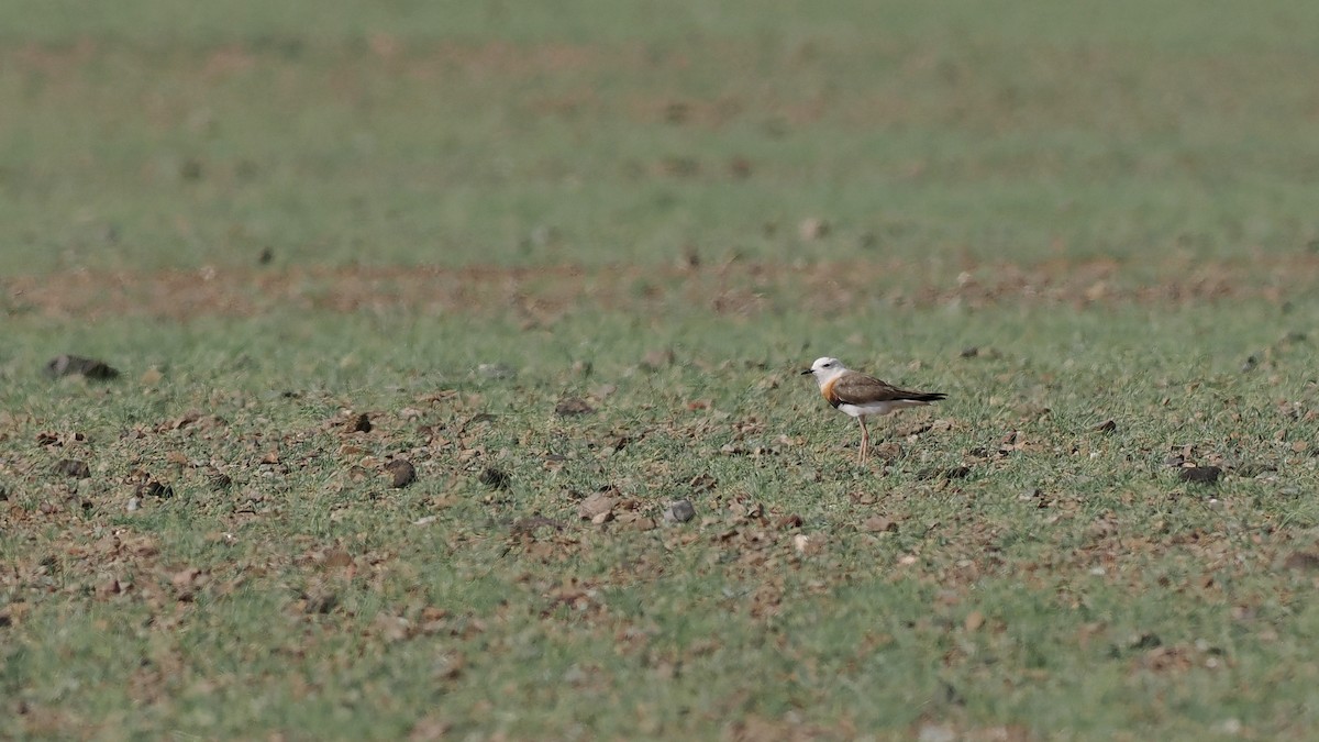 Oriental Plover - Paul French