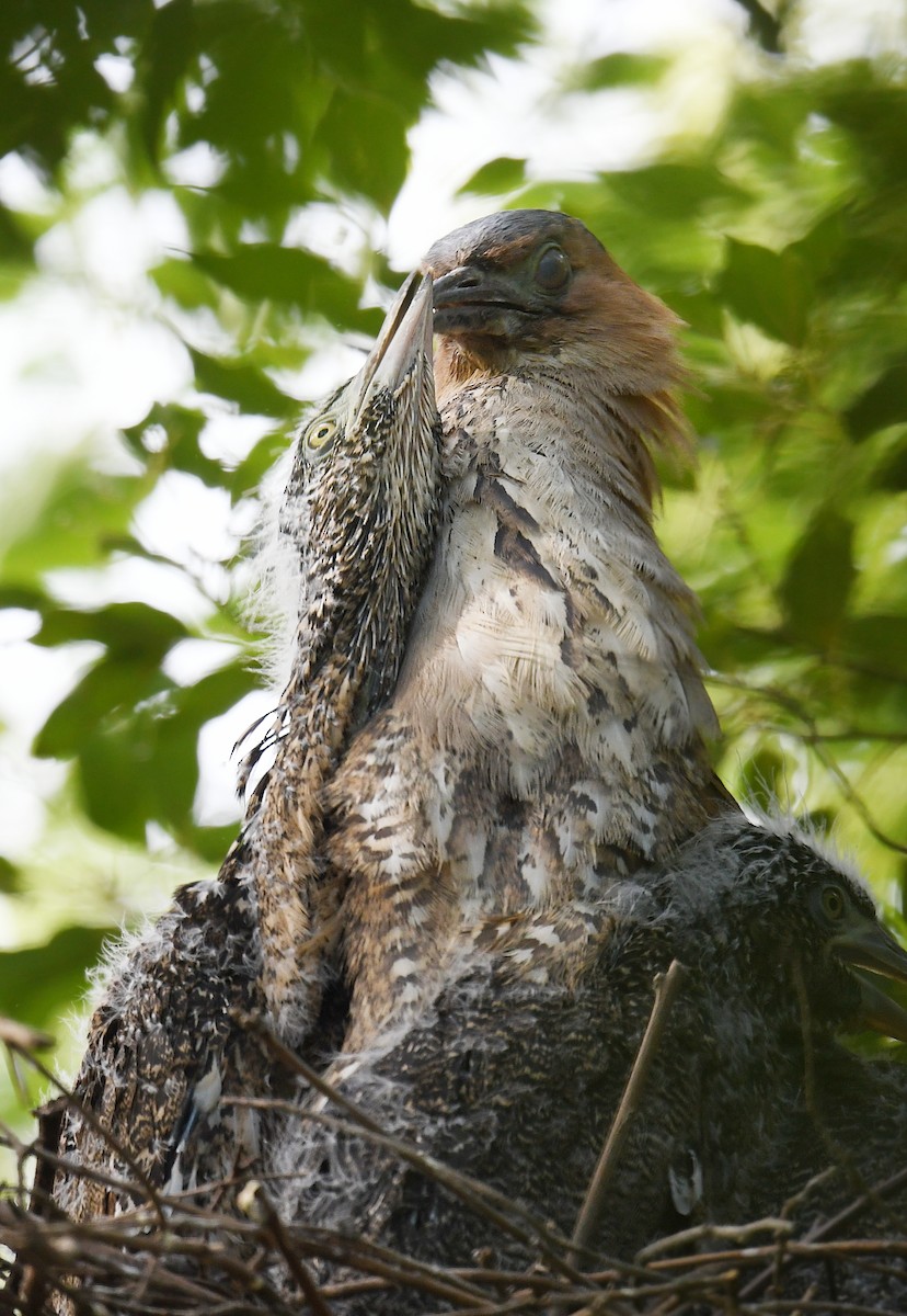 Malayan Night Heron - norman wu