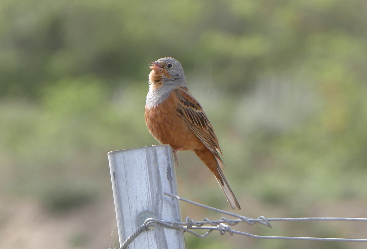 Cretzschmar's Bunting - Colin Richardson