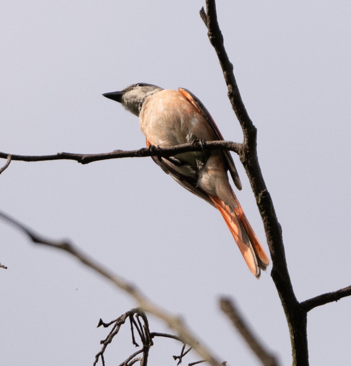 Rosy Minivet - Anurag Mishra