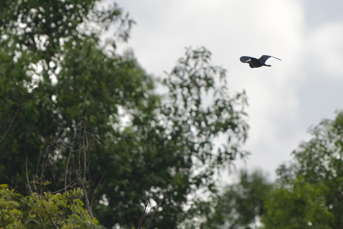 Black Bittern - ML619271852