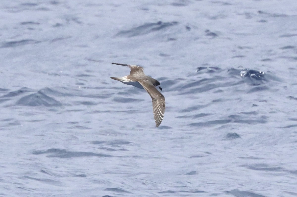 Bermuda Petrel - Michael McCloy