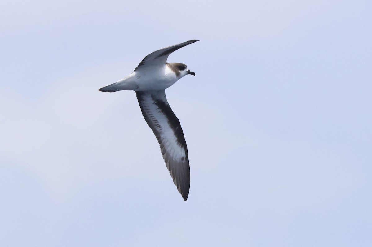 Bermuda Petrel - Michael McCloy