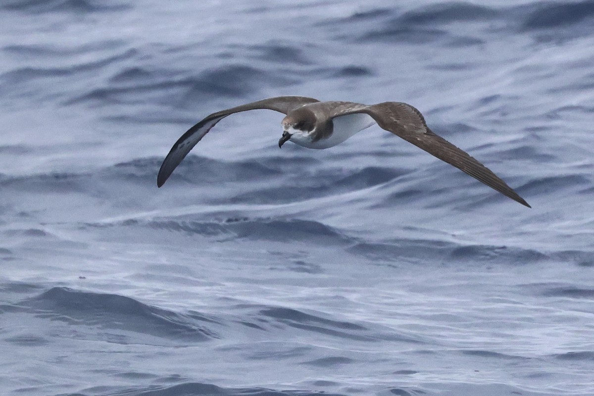 Bermuda Petrel - Michael McCloy