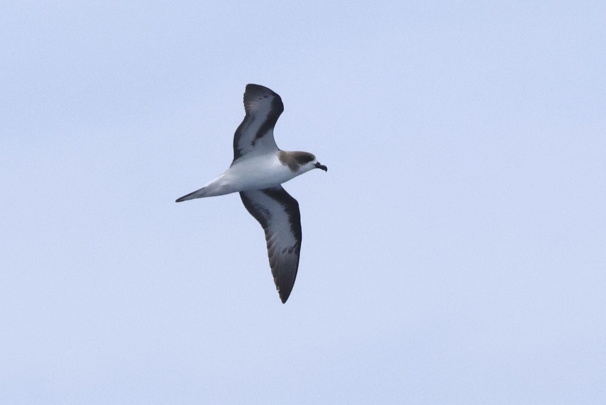 Bermuda Petrel - Michael McCloy