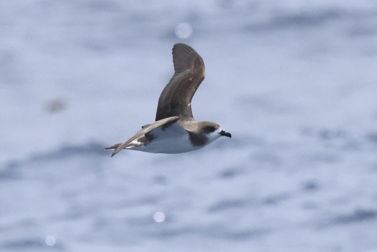 Bermuda Petrel - Michael McCloy