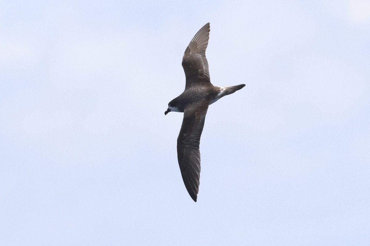 Bermuda Petrel - Michael McCloy