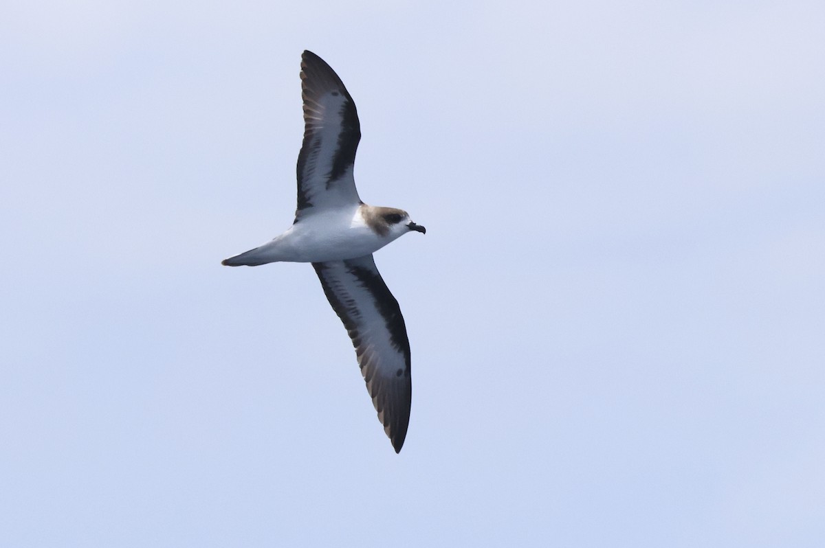 Bermuda Petrel - Michael McCloy