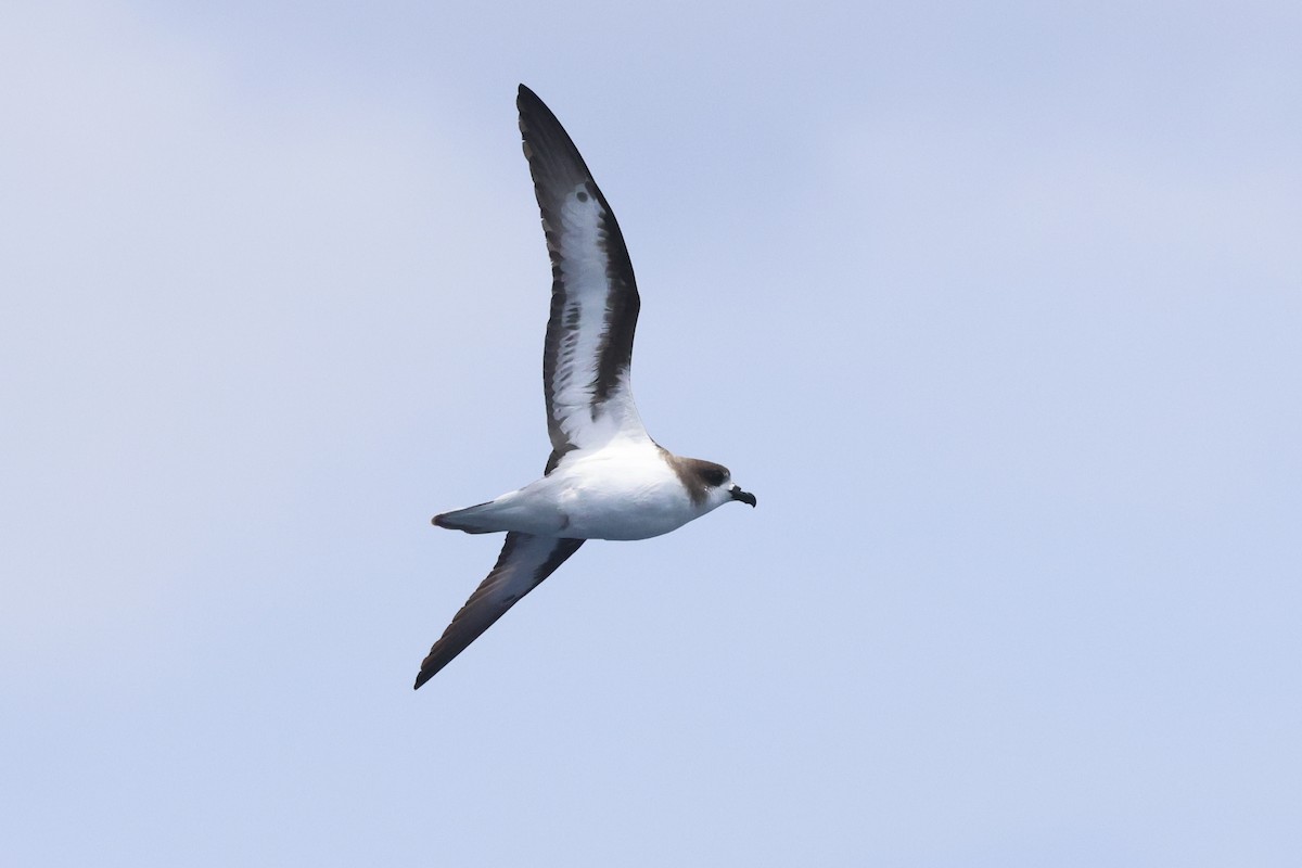 Bermuda Petrel - ML619271866