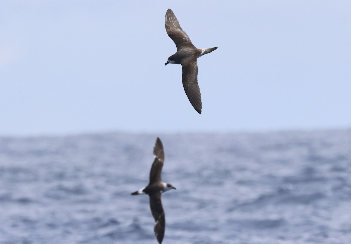 Bermuda Petrel - ML619271867