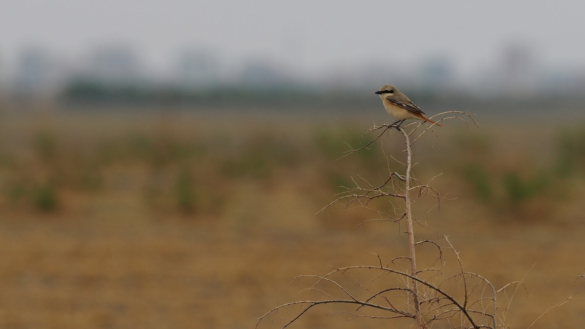 Isabelline Shrike (Daurian) - ML619271868