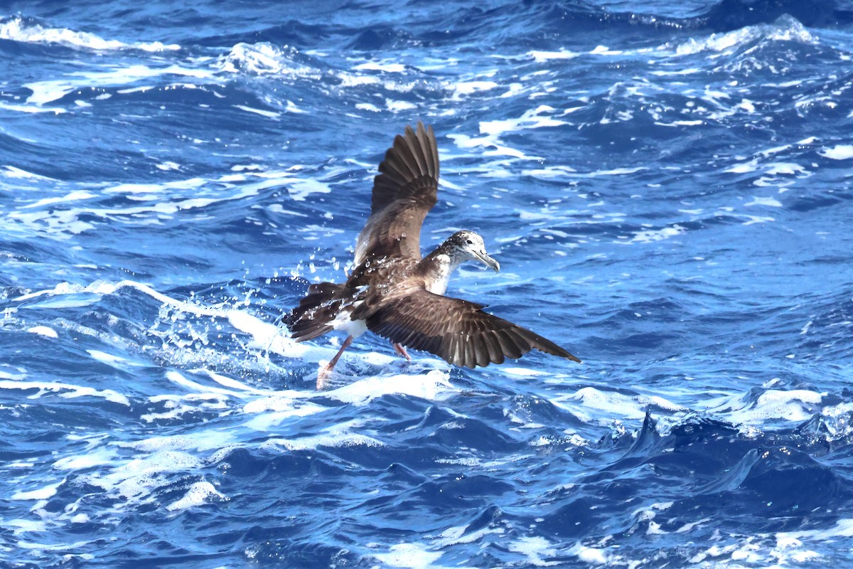 Streaked Shearwater - Mei-Luan Wang