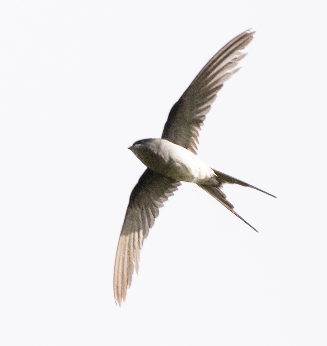 Crested Treeswift - Anurag Mishra