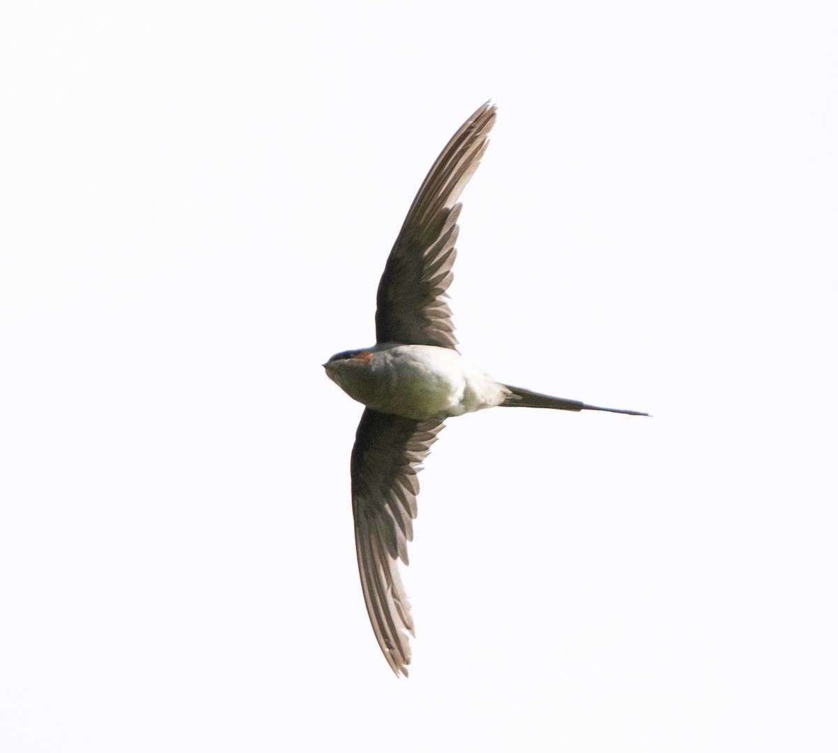 Crested Treeswift - Anurag Mishra