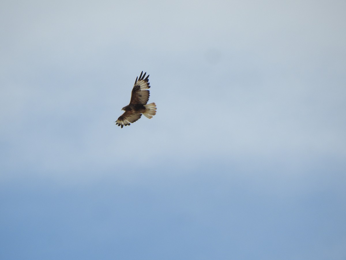 Upland Buzzard - Selvaganesh K