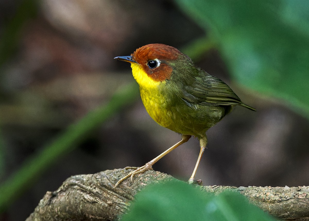 Chestnut-headed Tesia - ML619271892