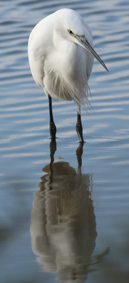 Little Egret - Bussier romain