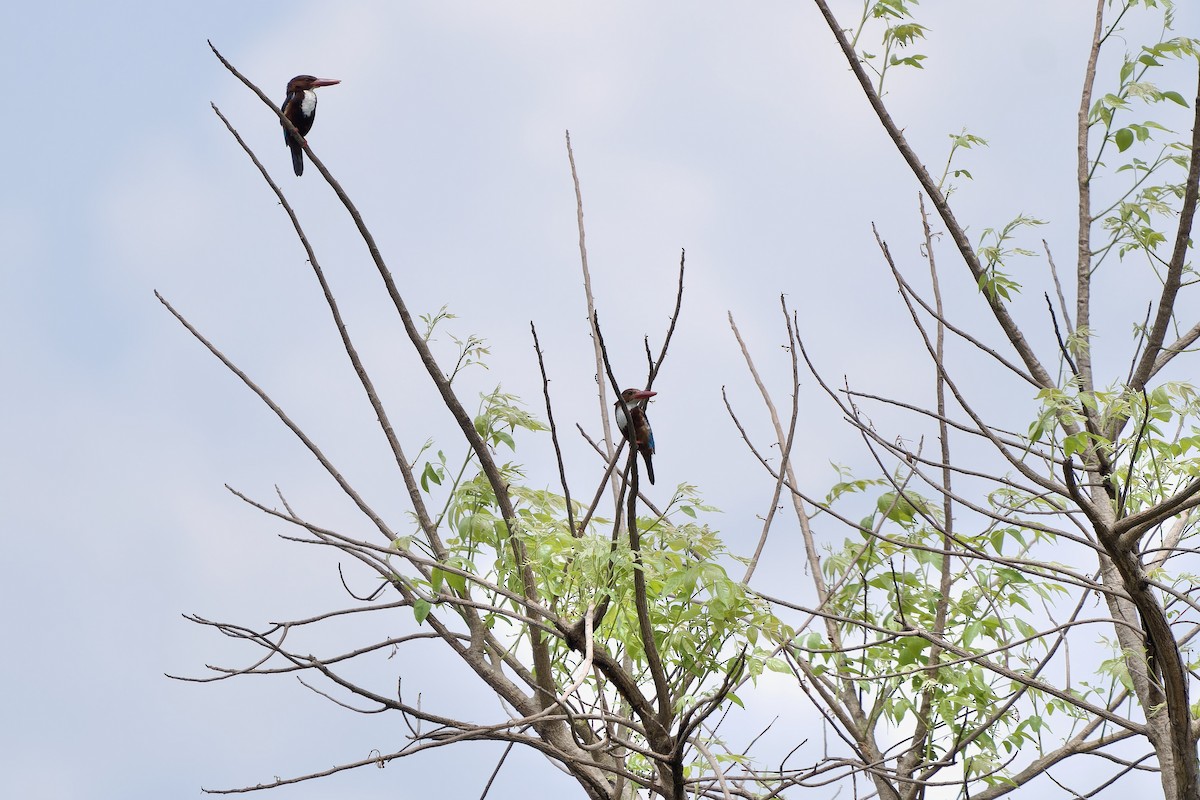 White-throated Kingfisher - Sam Hambly