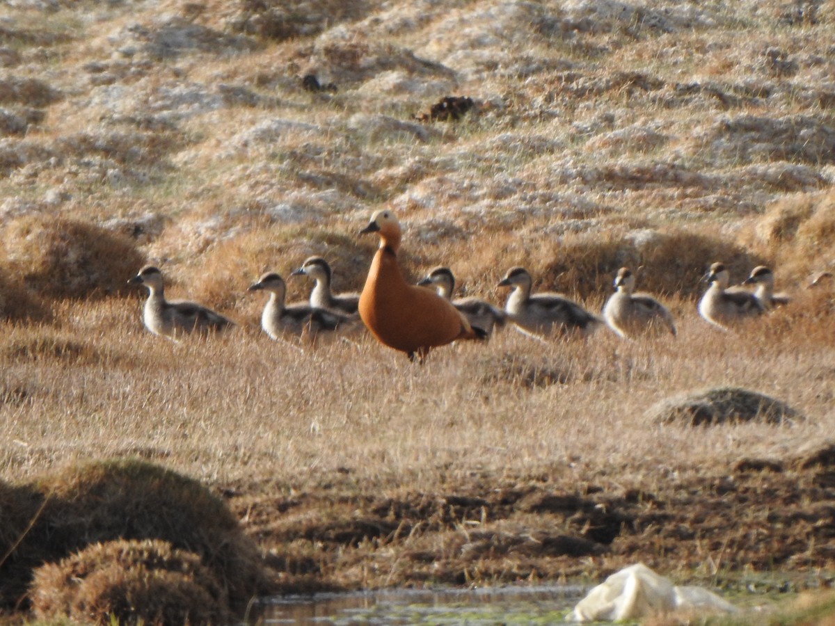 Ruddy Shelduck - Selvaganesh K