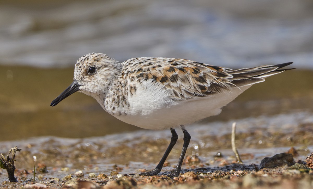 Bécasseau sanderling - ML619271923