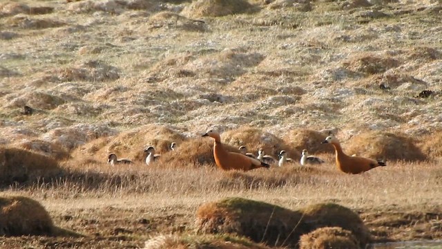 קזרקה חלודית - ML619271932