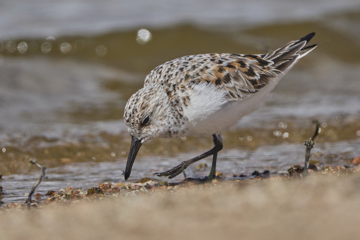 Sanderling - David Fernández