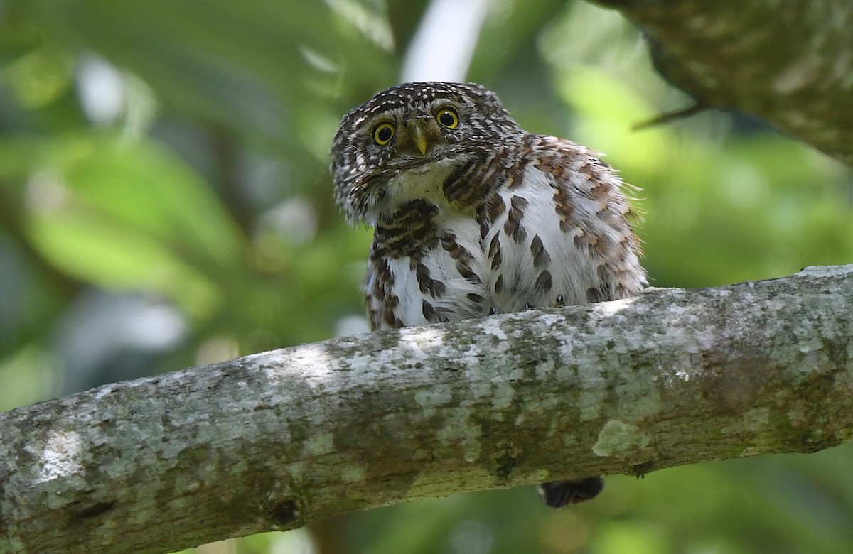 Collared Owlet - norman wu