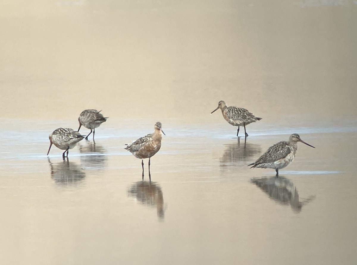 Bar-tailed Godwit - ML619271971