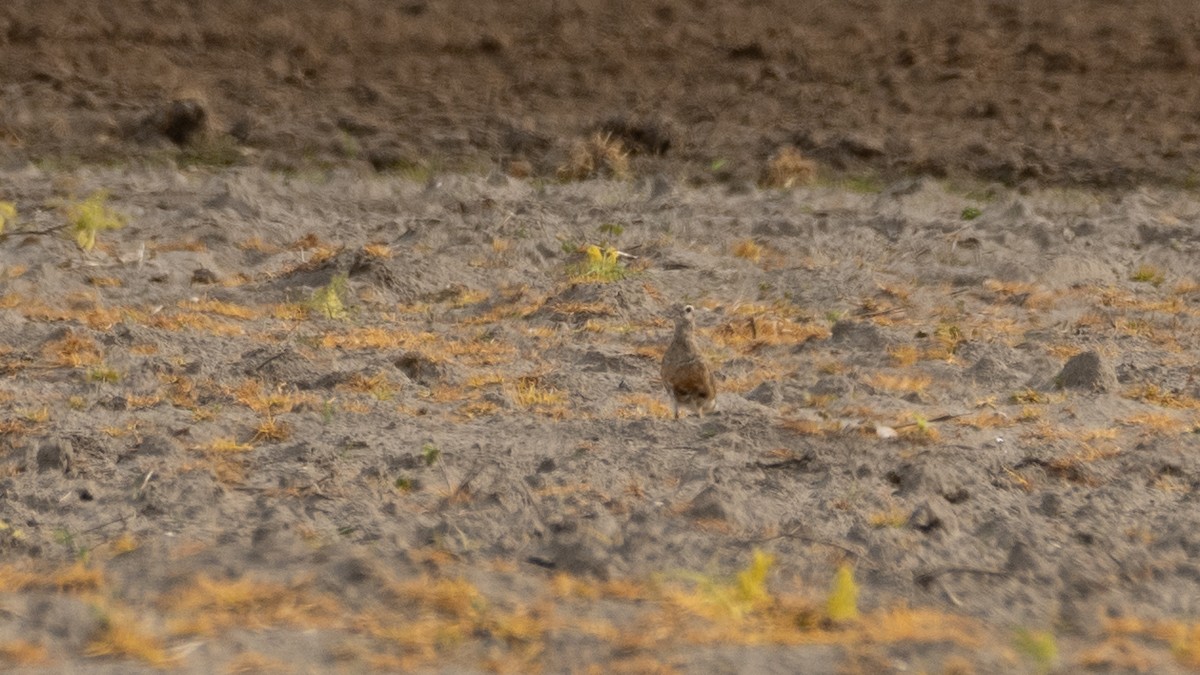 Eurasian Dotterel - Eric van Poppel