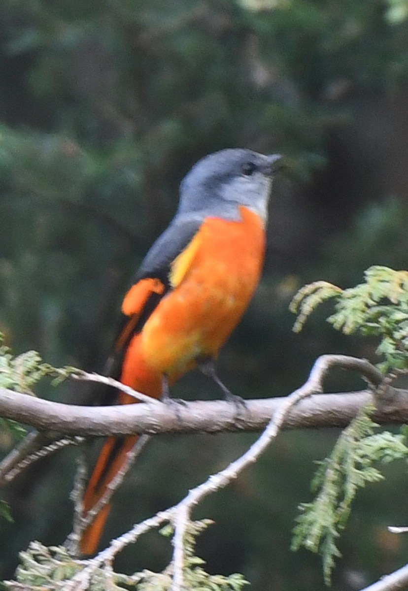 Gray-chinned Minivet - norman wu