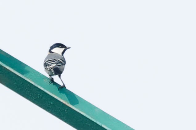 Cinereous Tit - Zebedee Muller