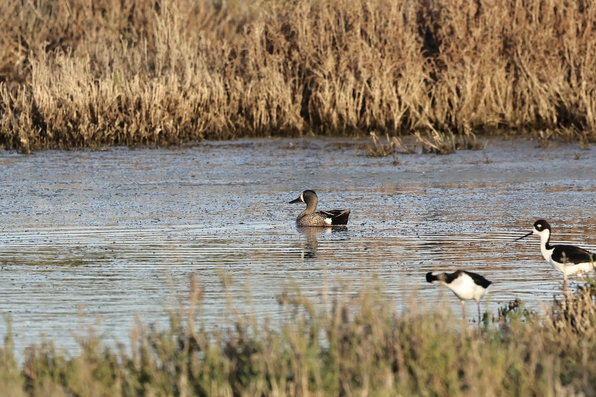 Blue-winged Teal - ML619272012