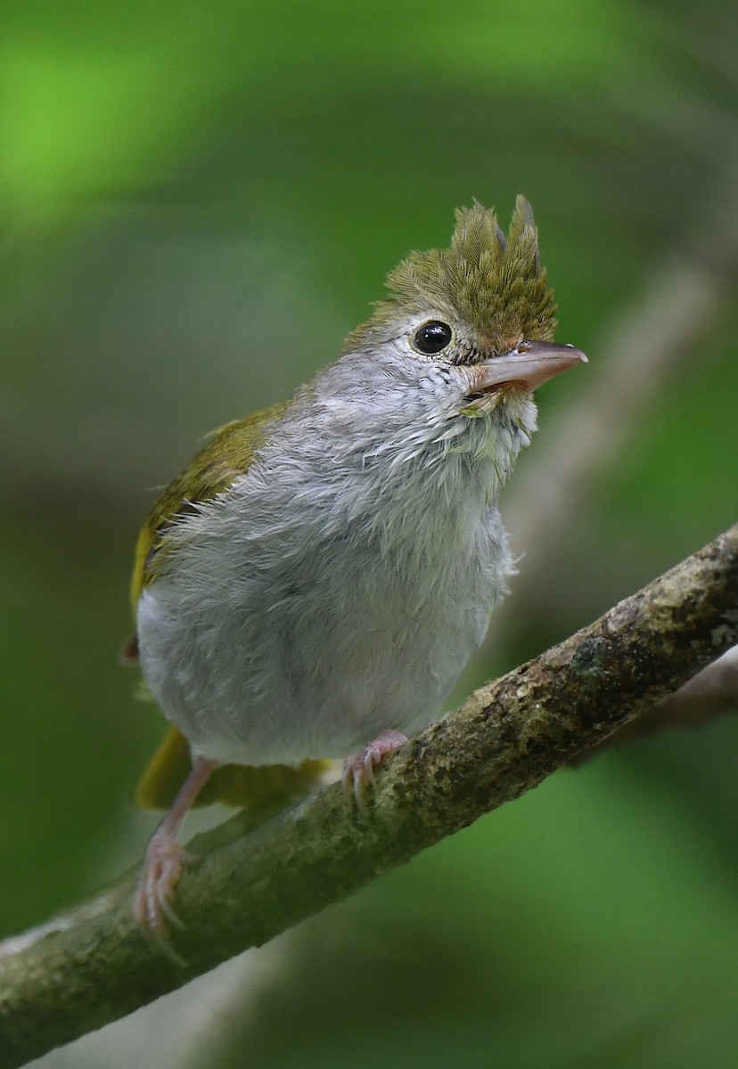 White-bellied Erpornis - norman wu