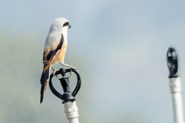 Long-tailed Shrike - Zebedee Muller