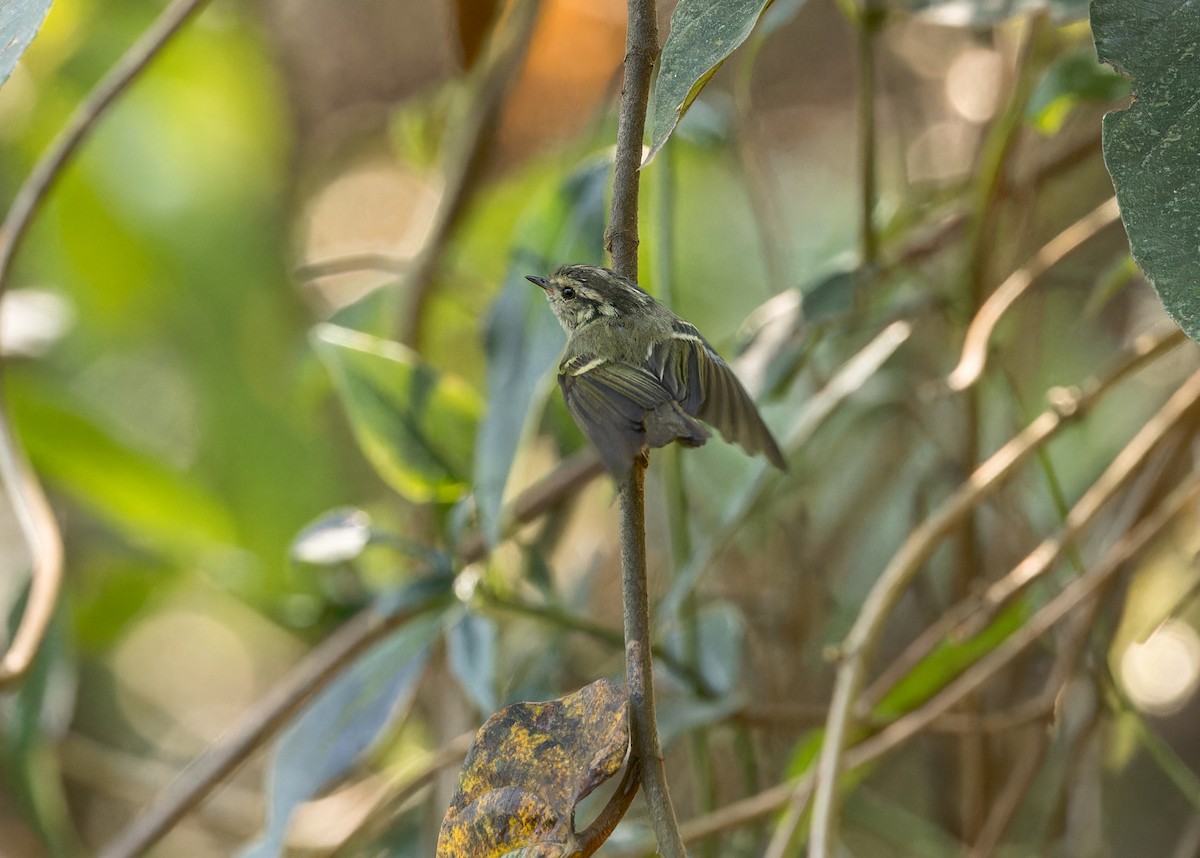 Sichuan Leaf Warbler - Ma Yan Bryant