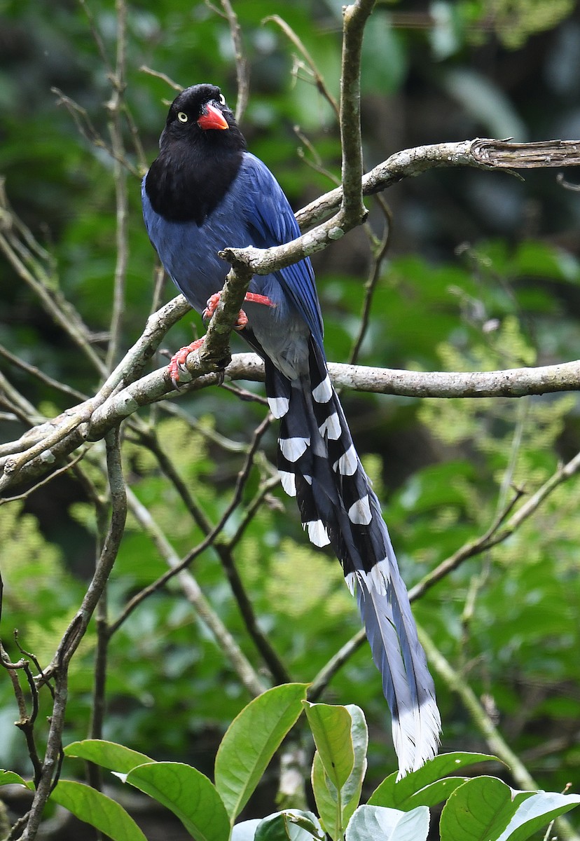 Taiwan Blue-Magpie - norman wu