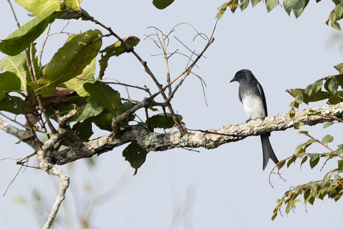 White-bellied Drongo - ML619272039