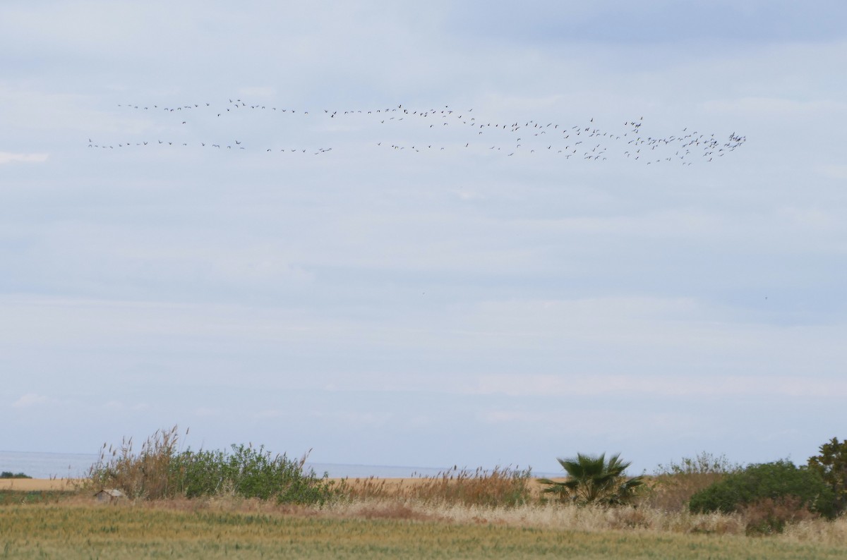 Glossy Ibis - ML619272043