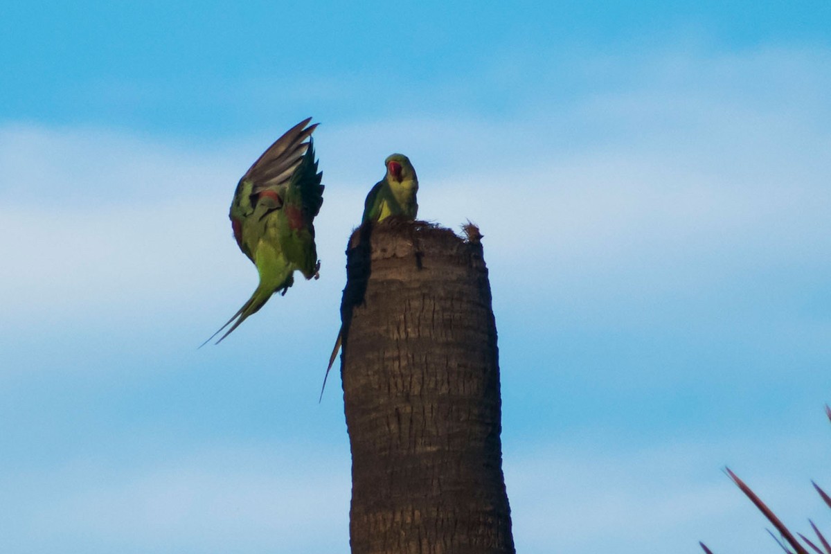 Alexandrine Parakeet - Prem swaroop Kolluru