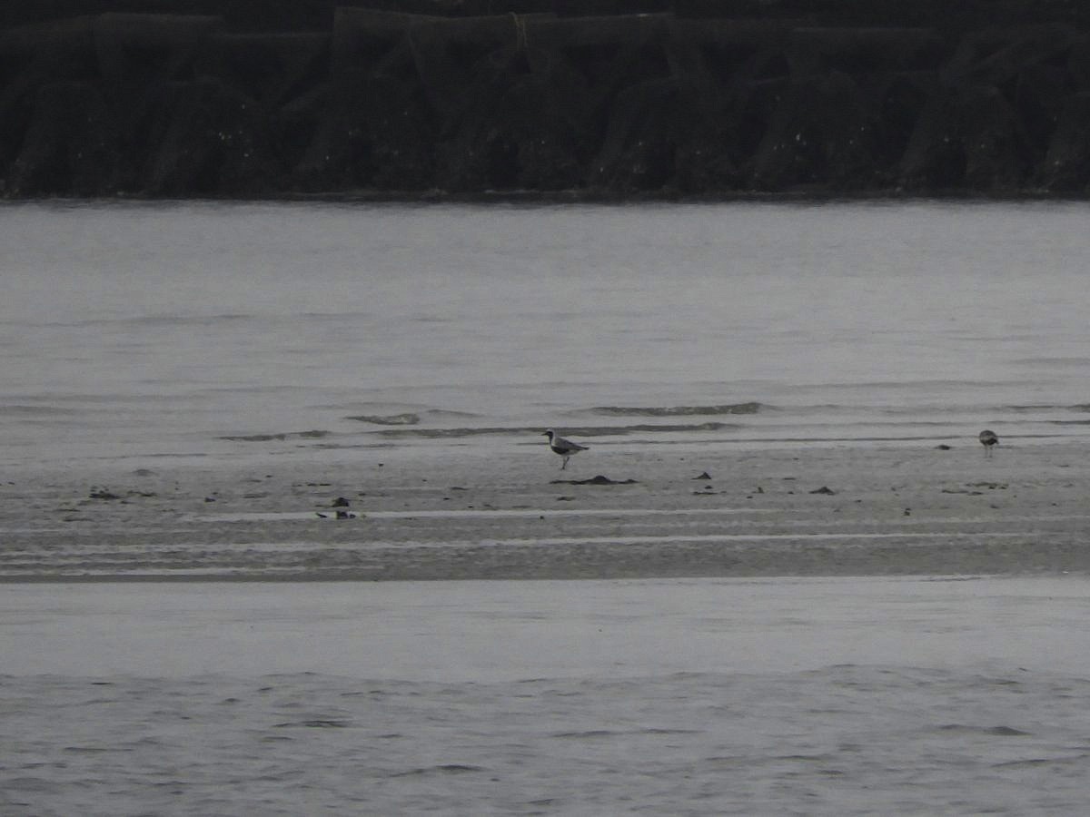 Black-bellied Plover - Takayuki Uchida