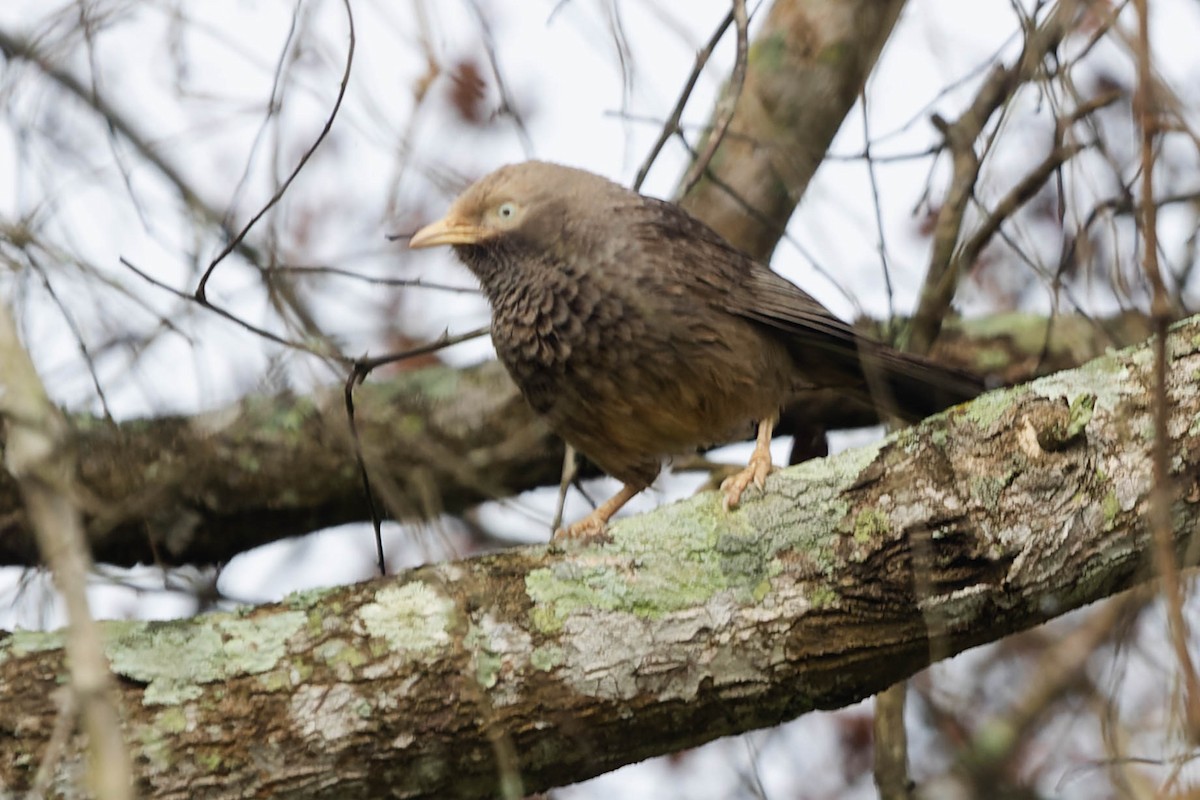 Yellow-billed Babbler - Zebedee Muller