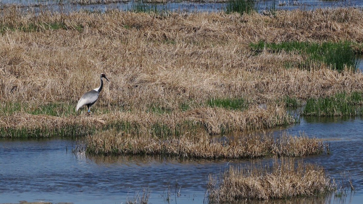 White-naped Crane - Paul French