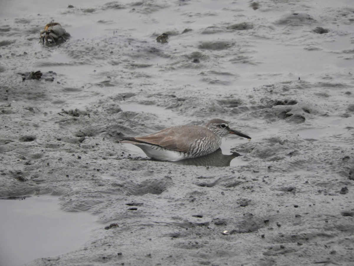 Gray-tailed Tattler - Takayuki Uchida