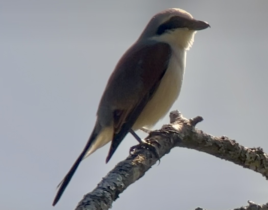 Red-backed Shrike - Patrick Finch