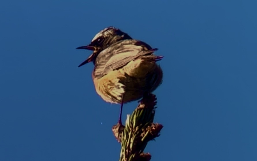 Common Redstart - Patrick Finch