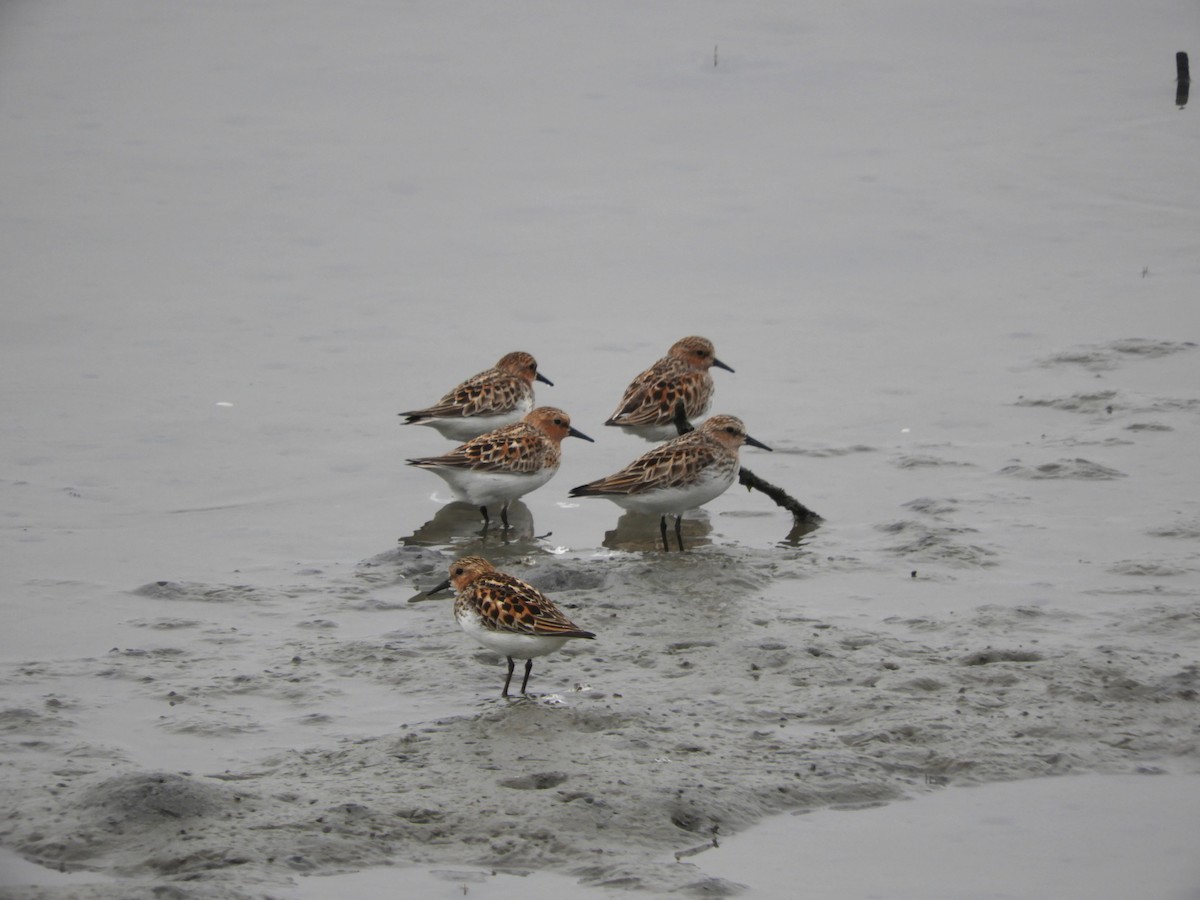 Red-necked Stint - Takayuki Uchida