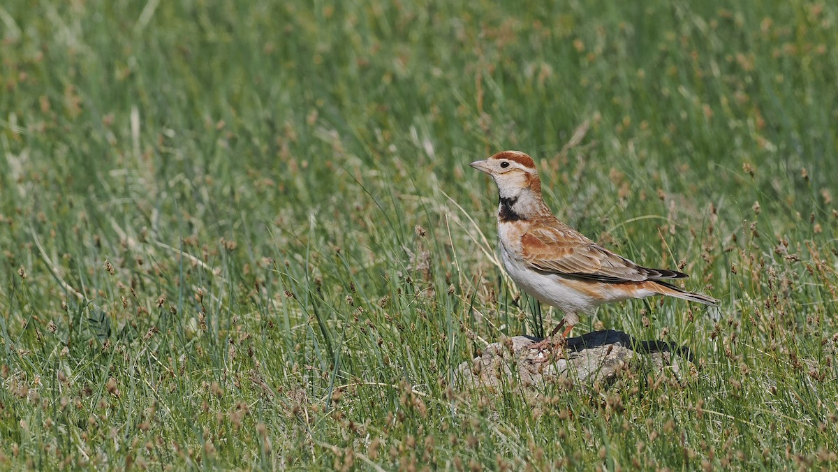 Mongolian Lark - Paul French