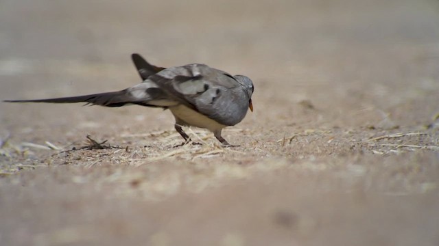 תורית זנבנית - ML619272154