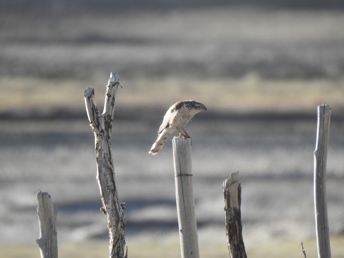 Eurasian Sparrowhawk - Selvaganesh K